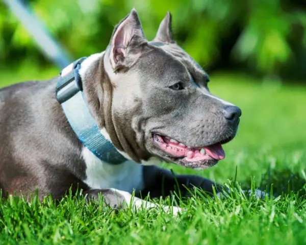 Un perro gris, con collar azul, descansa feliz en la hierba verde, disfrutando del sol.