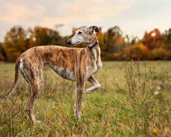 Un galgo atigrado, elegante y esbelto, posa en un campo otoñal. Este es uno de los tipos de galgos más reconocibles.