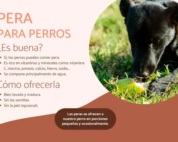 Un perro negro disfruta de un trozo de pera en la hierba. Los perros pueden comer pera, es una fruta saludable para ellos.