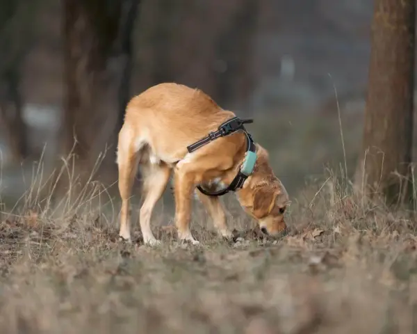 Perro de pelaje dorado olfateando el suelo, con arnés y collar. Parece que los perros machos tienen celo y está explorando el entorno.