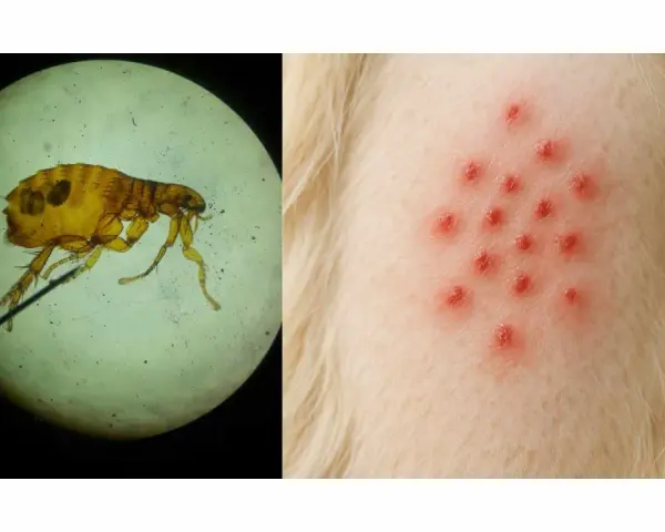 Un insecto microscópico, parecido a las pulgas, y una erupción roja en la piel de un animal.