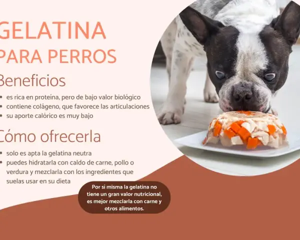 Un bulldog francés mira con curiosidad un plato de gelatina con trozos de pollo y zanahoria, demostrando que los perros pueden comer gelatina.