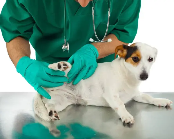 Veterinario revisa a un perro en busca de una garrapata.