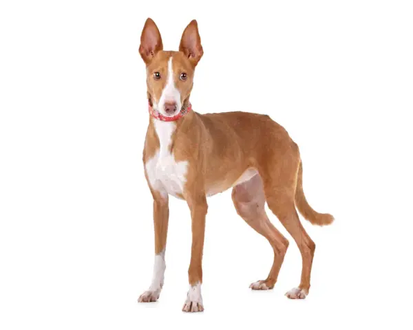 Un elegante podenco canario, con su pelaje rojizo y blanco, orejas grandes y atentas, y un collar rojo, posa con orgullo.