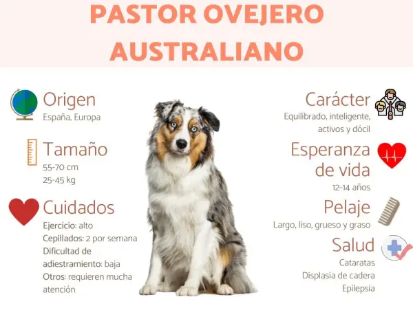 Un pastor ovejero australiano, con su pelaje merle y ojos azules, sentado. La imagen detalla su origen, tamaño, cuidados, carácter, esperanza de vida, pelaje y salud.