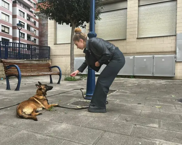 Joven adiestrador de perros entrena a su pastor belga en la calle, recompensándolo con una golosina.