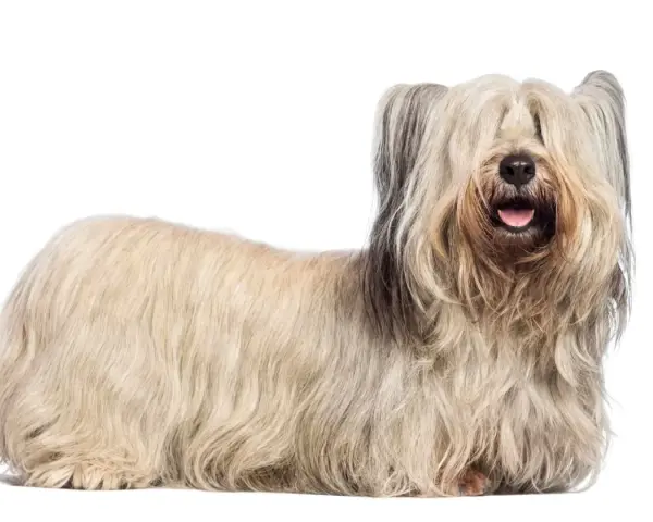 Un Skye terrier con su largo y sedoso pelaje cubriendo sus ojos, parece un peluche viviente.