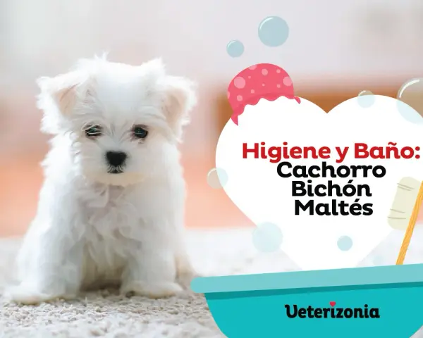 Un tierno bichón maltés listo para aprender como bañar a un bichon maltes. Higiene y baño para cachorros.
