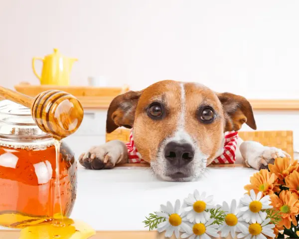 Un perro curioso mira un tarro de miel. ¿Sabías que los perros pueden comer miel? Flores adornan la escena.