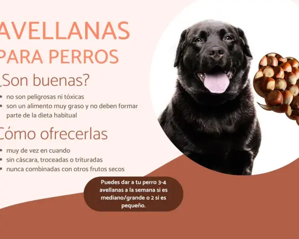 Un perro negro mira atentamente. El texto indica que los perros pueden comer avellanas, pero con moderación y sin cáscara.