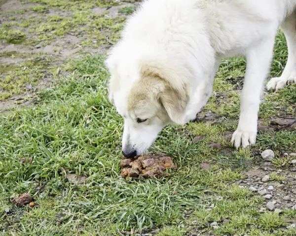 Perro blanco olfateando heces. Buscando un tratamiento para que mi perro no se coma sus heces.