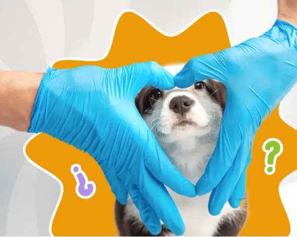 Manos con guantes azules forman un corazón alrededor de un cachorro, simbolizando los cuidados de un cachorro de 2 meses.