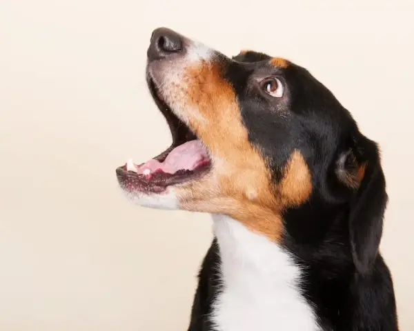 Perro con la boca abierta, como si estuviera aprendiendo a usar un antiladridos casero.