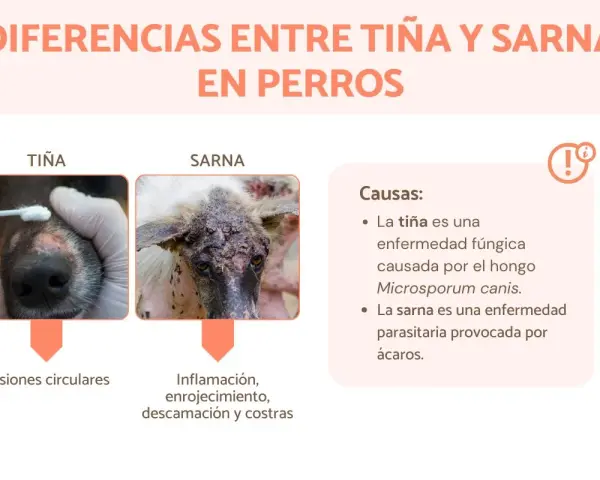 Comparativa visual de la diferencia entre sarna y tiña en perros: tiña con lesiones circulares y sarna con inflamación, enrojecimiento y costras.