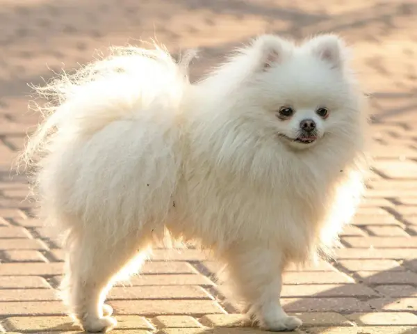 Un pomerania mediano blanco, con su cola esponjosa y pelaje abundante, posa sobre un camino de adoquines.