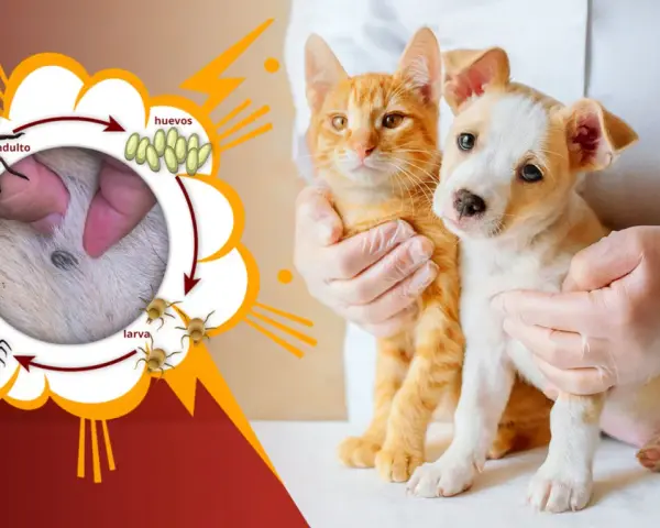 Ciclo de vida de la garrapata: adulto, huevos, larva, ninfa. ¿Cuánto vive una garrapata? Un gatito y un cachorro son examinados.
