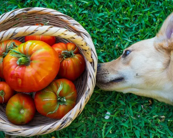 Un perro curioso olfatea una cesta llena de tomates. ¿Sabías que los perros pueden comer tomate?