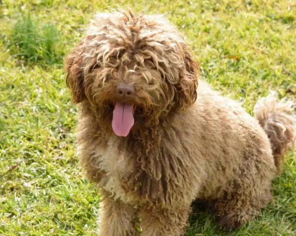 Un perro de agua marrón con pelo rizado y la lengua fuera, sentado en la hierba verde.