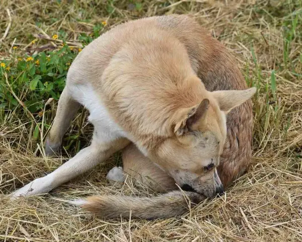 Perro de pelaje claro se rasca la cola, quizás buscando cómo son las pulgas.