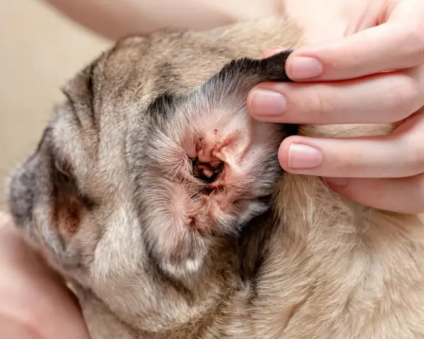 Oído de perro con signos de irritación y suciedad, posible indicio de ácaros en perros.
