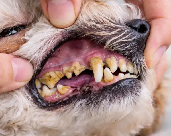 Dientes de perro con sarro visible, encías inflamadas y mal aliento. Es importante cuidar la salud bucal de tu mascota para evitar problemas.