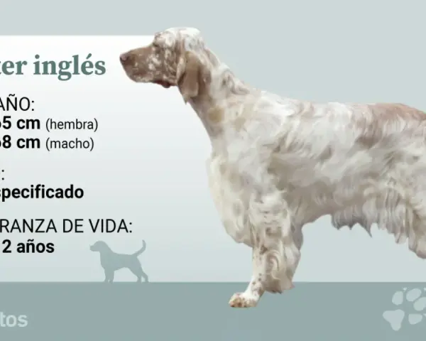 Un elegante setter inglés, con su pelaje blanco y manchas marrones, se muestra con información sobre su tamaño y esperanza de vida.