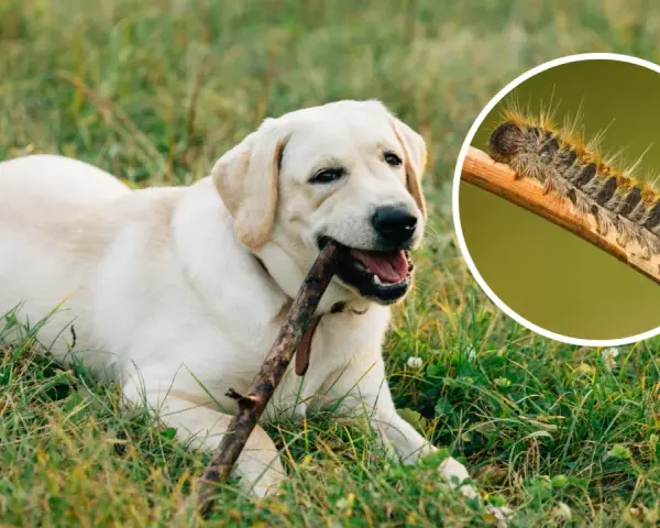 Un perro labrador juega con un palo mientras una oruga procesionaria, peligrosa para los perros, se muestra en un círculo.