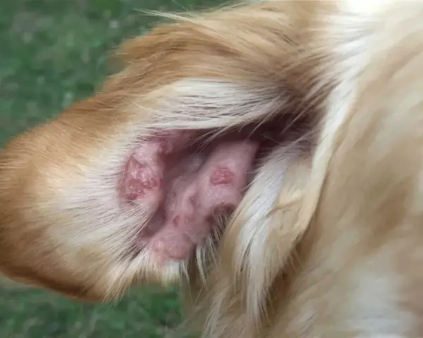 Oreja de perro con lesiones rojizas, posiblemente por picaduras de flebotomos.