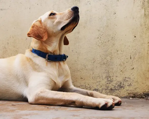 Labrador con collar azul, esperando atentamente. ¡Seguro que está aprendiendo nuevos trucos para perros!