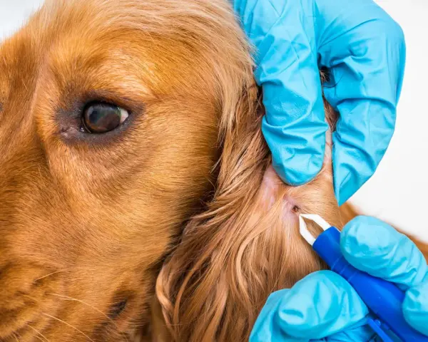 Veterinario retira una garrapata de la oreja de un perro. Existen varios tipos de garrapatas que pueden afectar a nuestras mascotas.