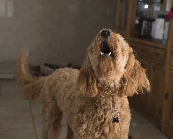 Un perro lanudo aúlla con la boca abierta. Parece que mi perro ladra cuando me voy, ¡y no le gusta nada!
