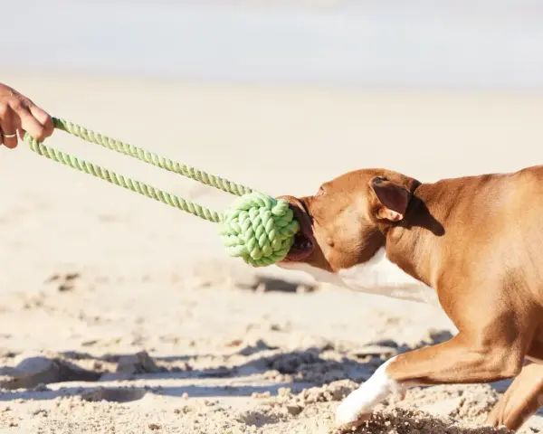 Perro marrón jugando a tirar de la cuerda en la playa, uno de los muchos juegos para perros.