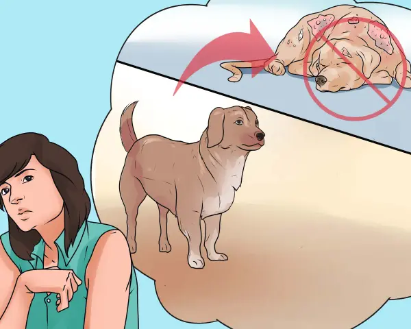 Una mujer preocupada mira a su perro sano, mientras una burbuja de pensamiento muestra un perro sufriendo de sarna animal.