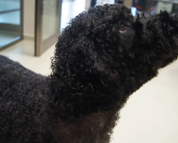 Perro de agua negro con un corte de pelo rizado y esponjoso, listo para nadar.