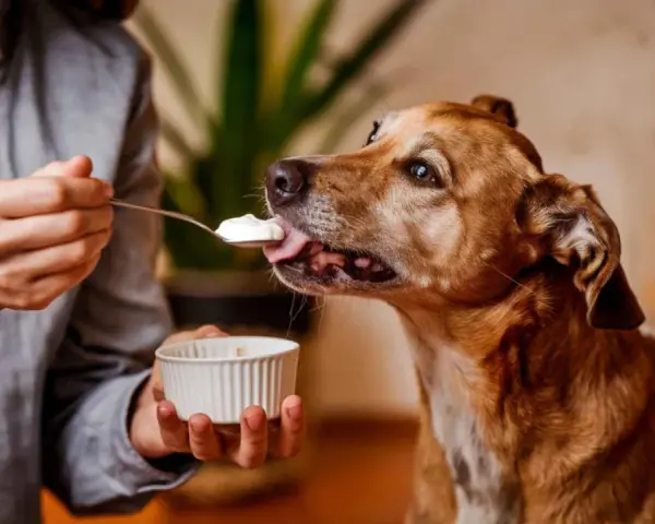 Un perro marrón disfruta de una cucharada de yogur ofrecida por una persona. ¡Los perros pueden comer yogur!