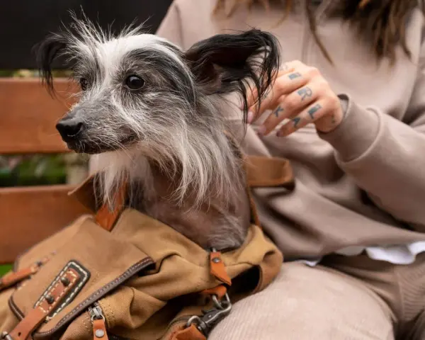 Un perro sin pelo, con un collar de cuero y una bolsa de lona, mira atentamente. Mi perro no ladra, pero observa todo con curiosidad.