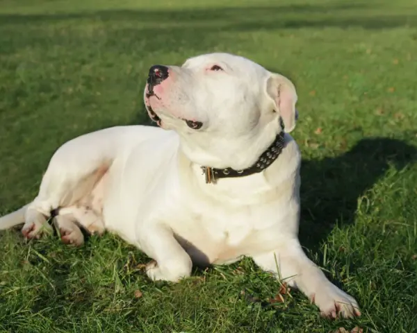 Un majestuoso dogo argentino blanco descansa en la hierba verde, con su collar tachonado brillando bajo el sol.