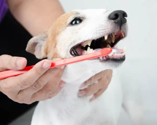 Persona cepilla los dientes de su perro con un cepillo rojo. Cuidar la higiene bucal es esencial para limpiar dientes perro.