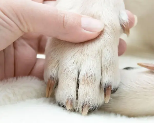 Mano sujetando la pata de un perro para cortar uñas.