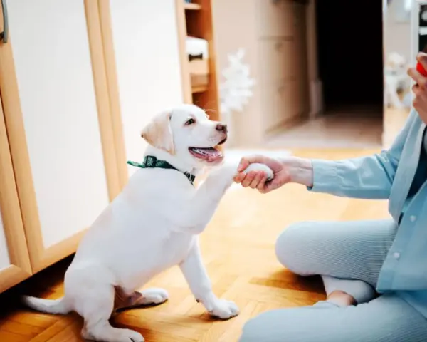 Un cachorro blanco da la pata a una persona, aprendiendo cómo jugar con un cachorro.