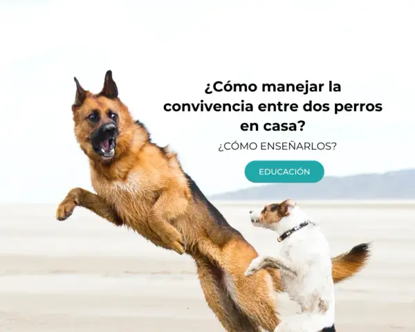 Un pastor alemán y un terrier juegan en la playa. Aprende cómo hacer que dos perros se lleven bien en casa.