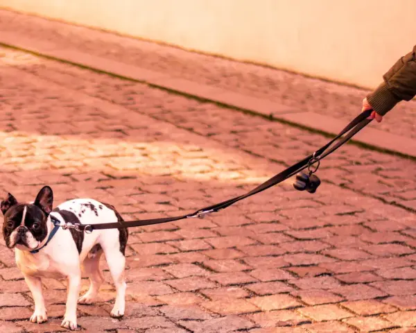 Un bulldog francés, con manchas negras y blancas, mira con desconfianza mientras mi perro no quiere salir a la calle.