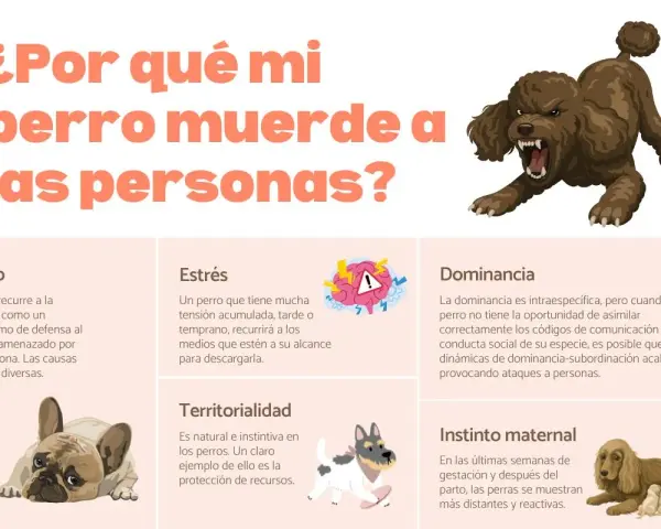 Un perro con miedo, que se siente amenazado, puede morder. La imagen muestra las causas de la agresión canina.
