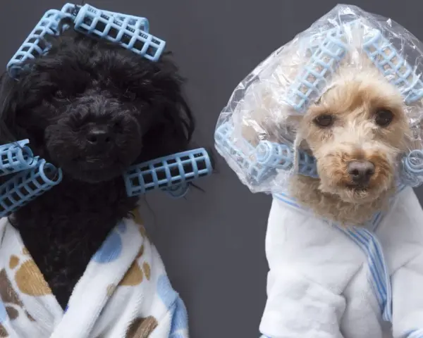 Dos caniches toy, uno negro y otro rubio, con rulos y batas, listos para unos cortes de pelo caniche toy.