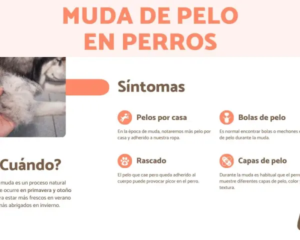 Infografía sobre cuándo mudan el pelo los perros, mostrando síntomas como pelos en casa, bolas de pelo, rascado y cambios en las capas de pelo.