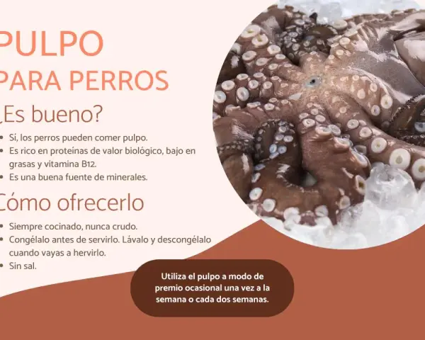 Pulpo para perros: sí, los perros pueden comer pulpo. Es nutritivo y bajo en grasa. Aquí te explicamos cómo ofrecerlo.