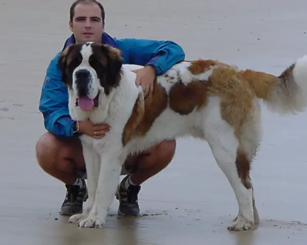 Hombre con un perro san bernardo en la playa.