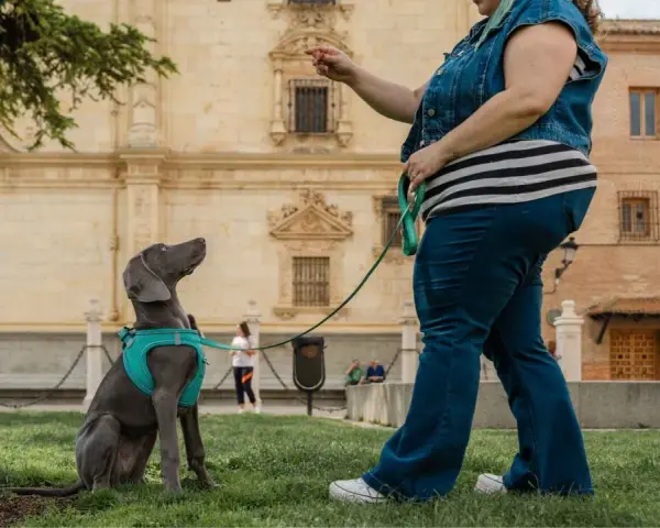 Entrenando a un perro weimaraner en un parque, aprendiendo a sentarse. La dueña le da una orden, un ejemplo de como educar a un perro.