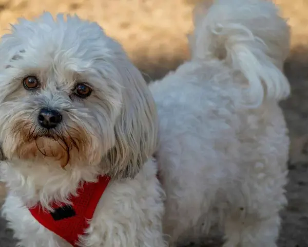 Un adorable Bichón Maltés con un estilo corte pelo esponjoso y un arnés rojo.