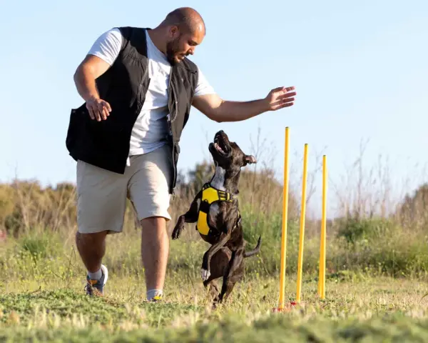 Hombre entrenando a su perro en un campo. El perro salta con entusiasmo mientras el hombre le da una orden.